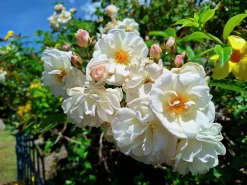 Gammaldags Klätterros 'Helenae Hybrida' Barrotad>Omnia garden Hot