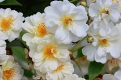 Gammaldags Klätterros 'Helenae Hybrida' Barrotad><noscript><img width=