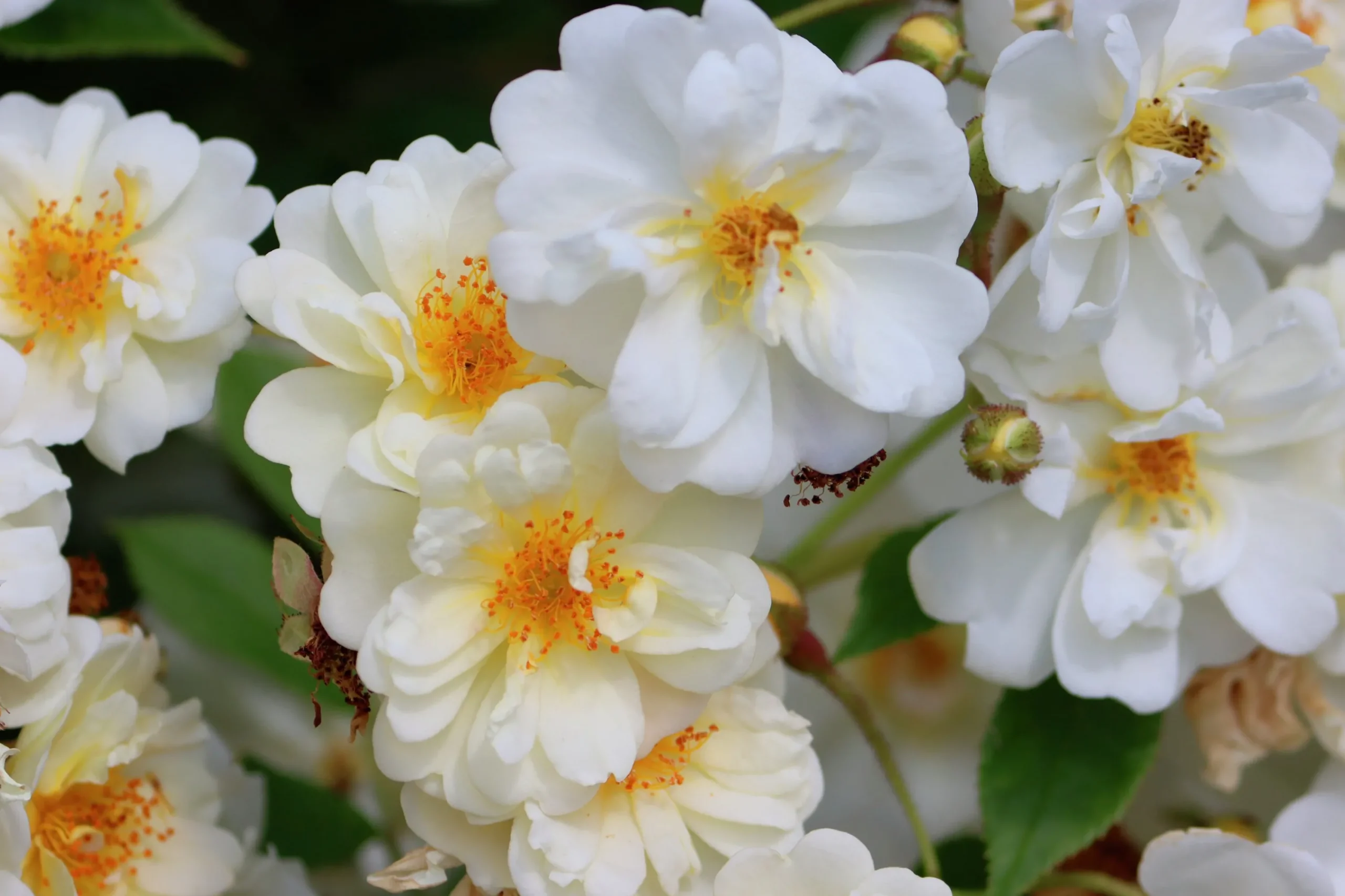 Gammaldags Klätterros 'Helenae Hybrida' Barrotad>Omnia garden Hot