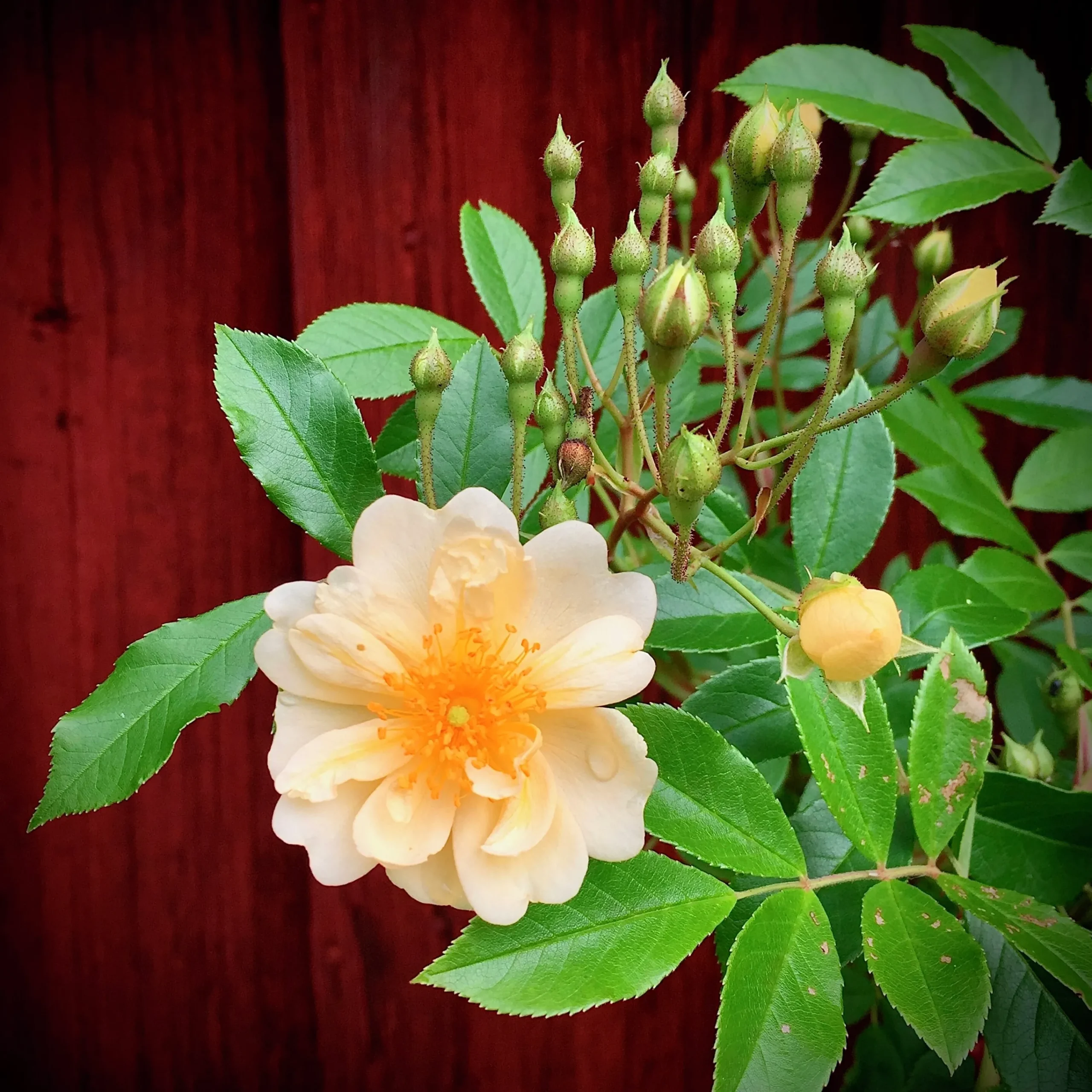 Gammaldags Klätterros 'Helenae Hybrida' Barrotad>Omnia garden Hot