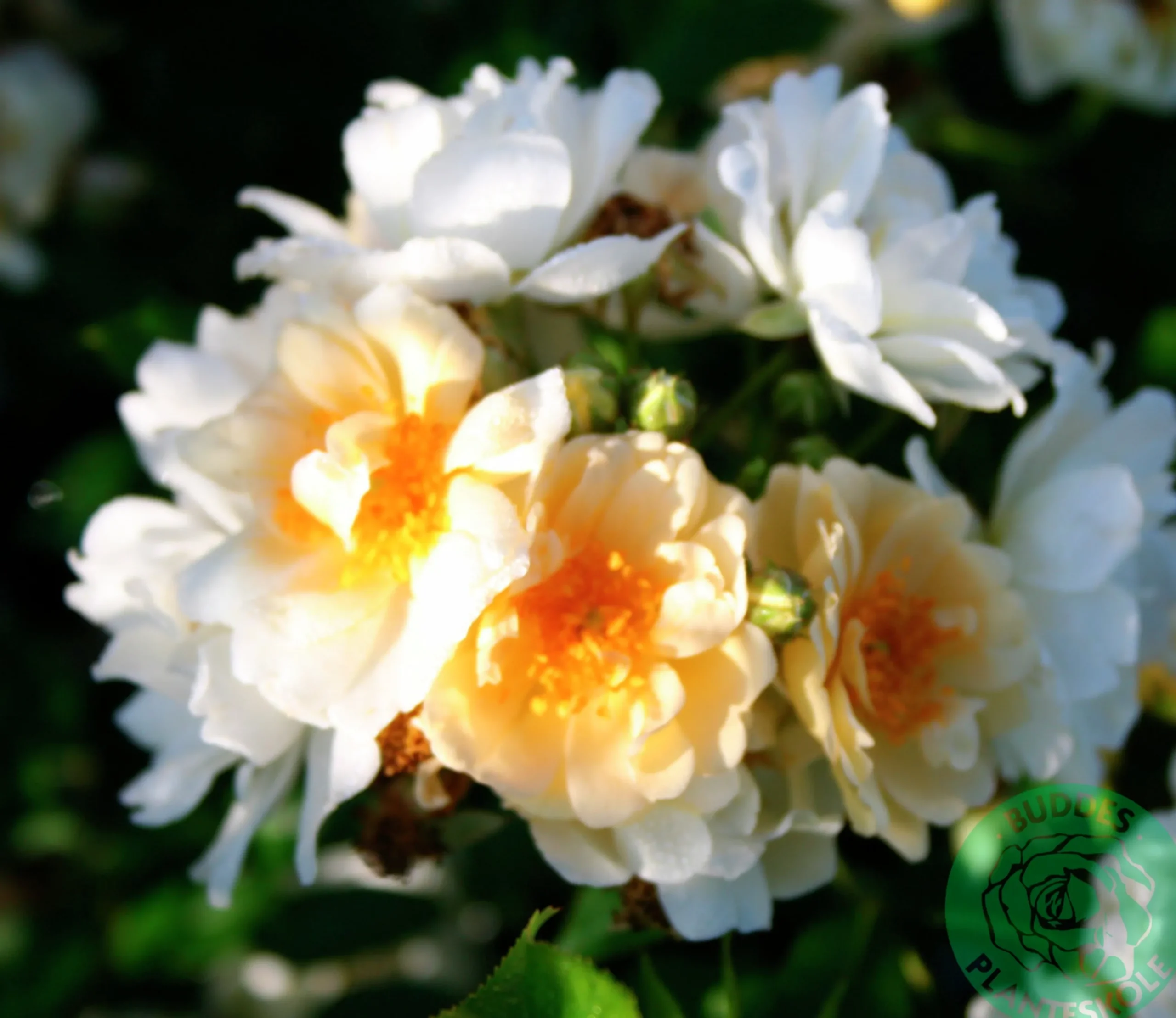 Gammaldags Klätterros 'Helenae Hybrida' Barrotad>Omnia garden Hot