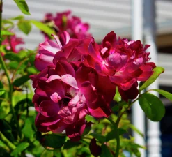 Gammaldags Ros 'Burgundy Iceberg' Barrotad>Omnia garden New