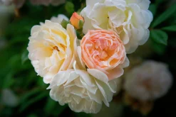 Gammaldags Ros 'Ghislaine de Féligonde' Barrotad><noscript><img width=