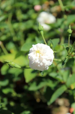 Gammaldags Ros 'Little White Pet' Barrotad><noscript><img width=