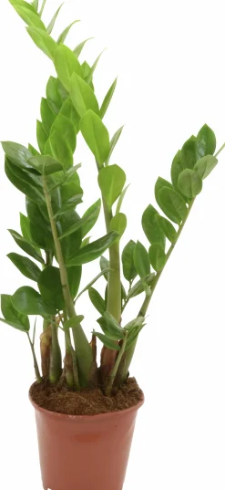 Garderobsblomma Zamiakalla lat. Zamioculcas zamiifolia i 14cm kruka>Mäster Grön Outlet