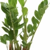 Garderobsblomma Zamiakalla lat. Zamioculcas zamiifolia i 17cm kruka>Mäster Grön Sale