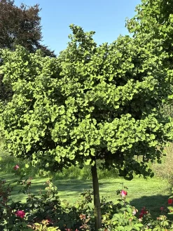 Ginkgo 'Mariken'>Omnia garden New