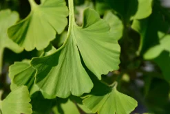 Ginkgo 'Mariken'><noscript><img width=