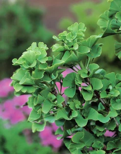 Ginkgo Tempelträd Krukodlad>Omnia garden Clearance