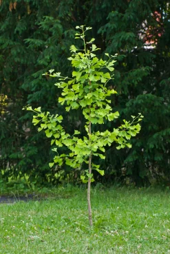 Ginkgo Tempelträd Krukodlad>Omnia garden Clearance