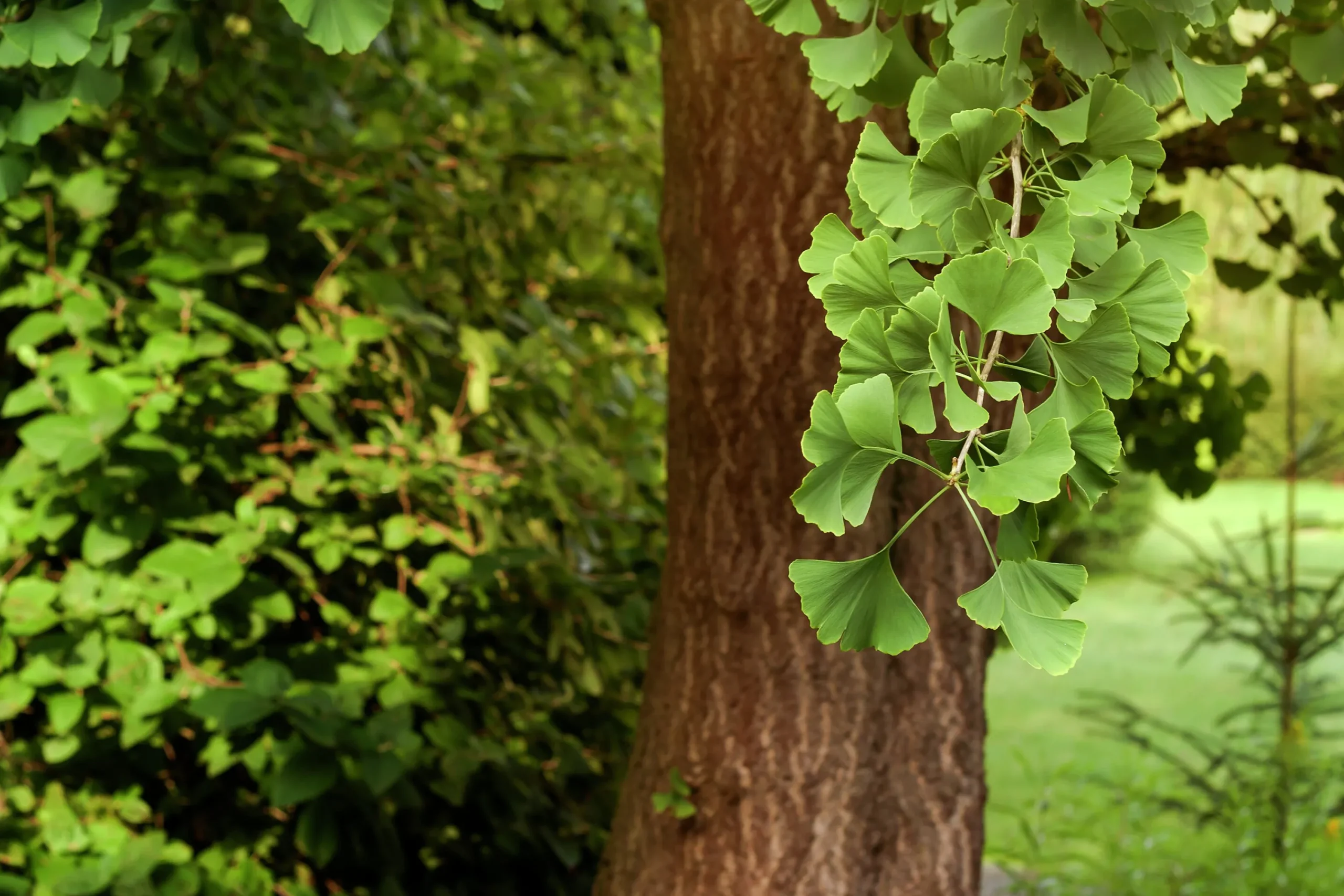 Ginkgo Tempelträd Krukodlad>Omnia garden Clearance