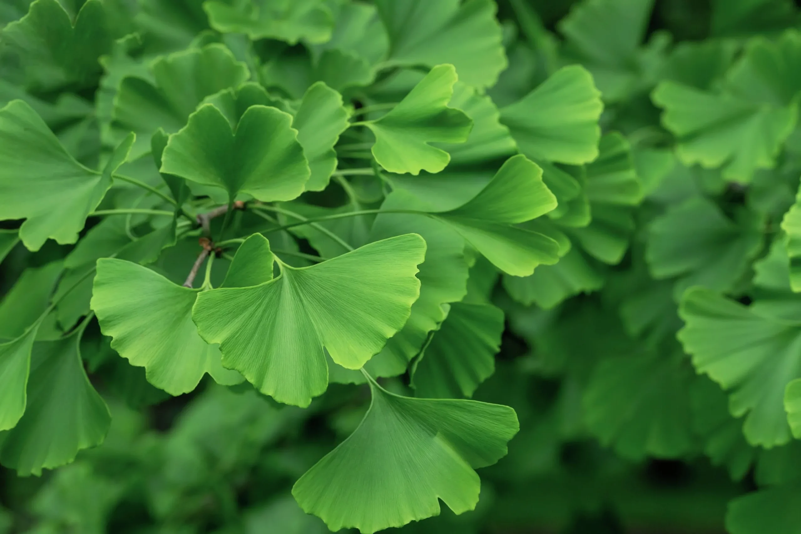 Ginkgo Tempelträd Krukodlad>Omnia garden Clearance