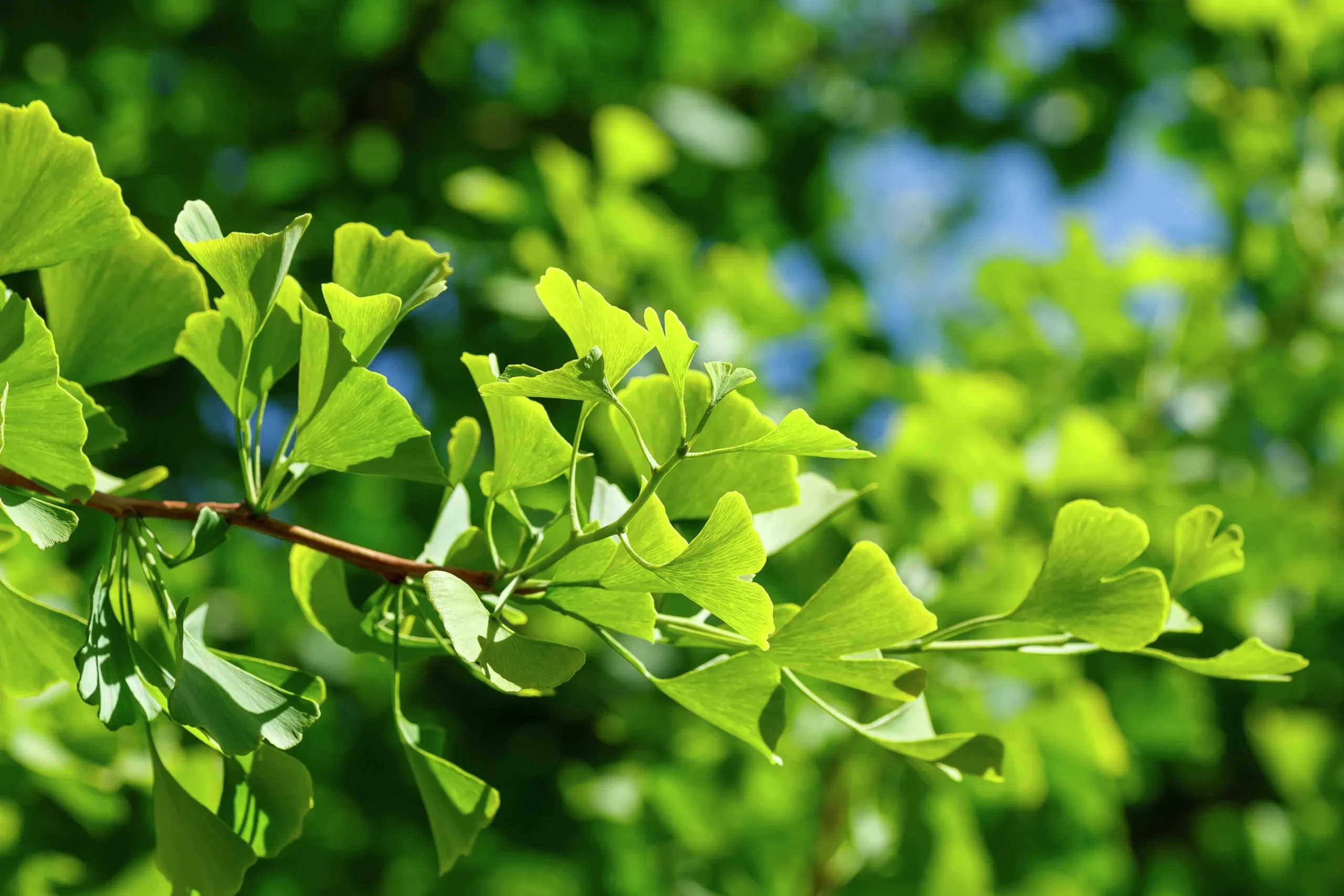 Ginkgo Tempelträd Krukodlad>Omnia garden Clearance