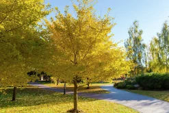 Ginkgo Tempelträd Krukodlad><noscript><img width=