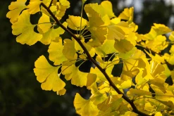 Ginkgo Tempelträd Krukodlad><noscript><img width=