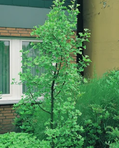 Ginkgo Tempelträd Krukodlad><noscript><img width=