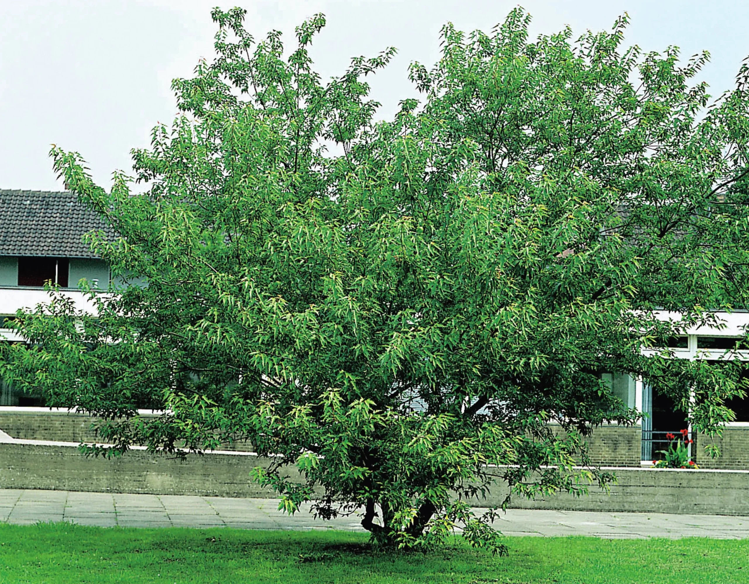 Ginnalalönn Krukodlad>Omnia garden Outlet