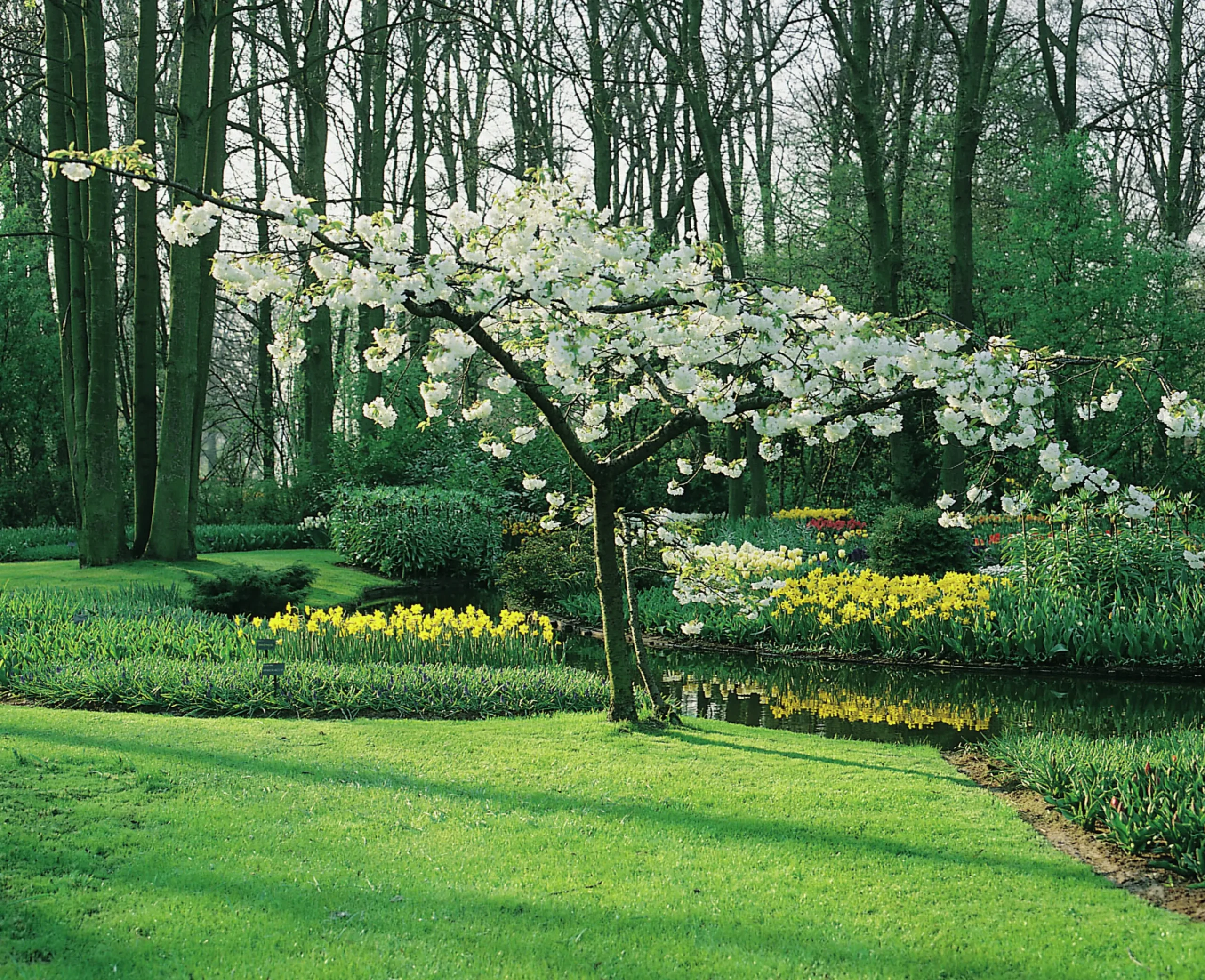 Glanskörsbär>Omnia garden New