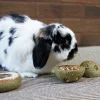 Gnagarleksak Treat 'n' Gnaw Bunny Buns 8cm 2-p>Rosewood Clearance