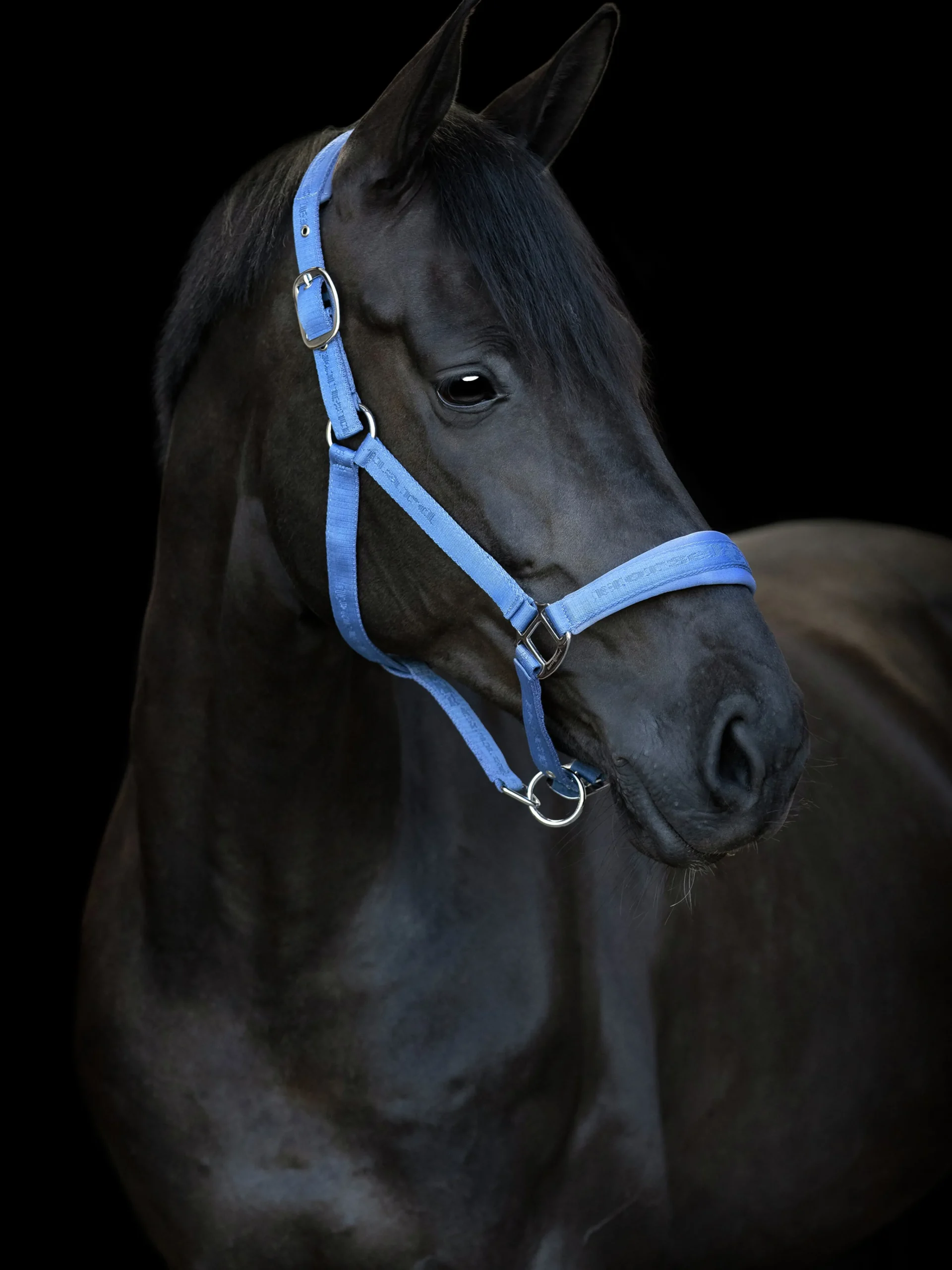 Grimma Diya Blå>Horseguard Online