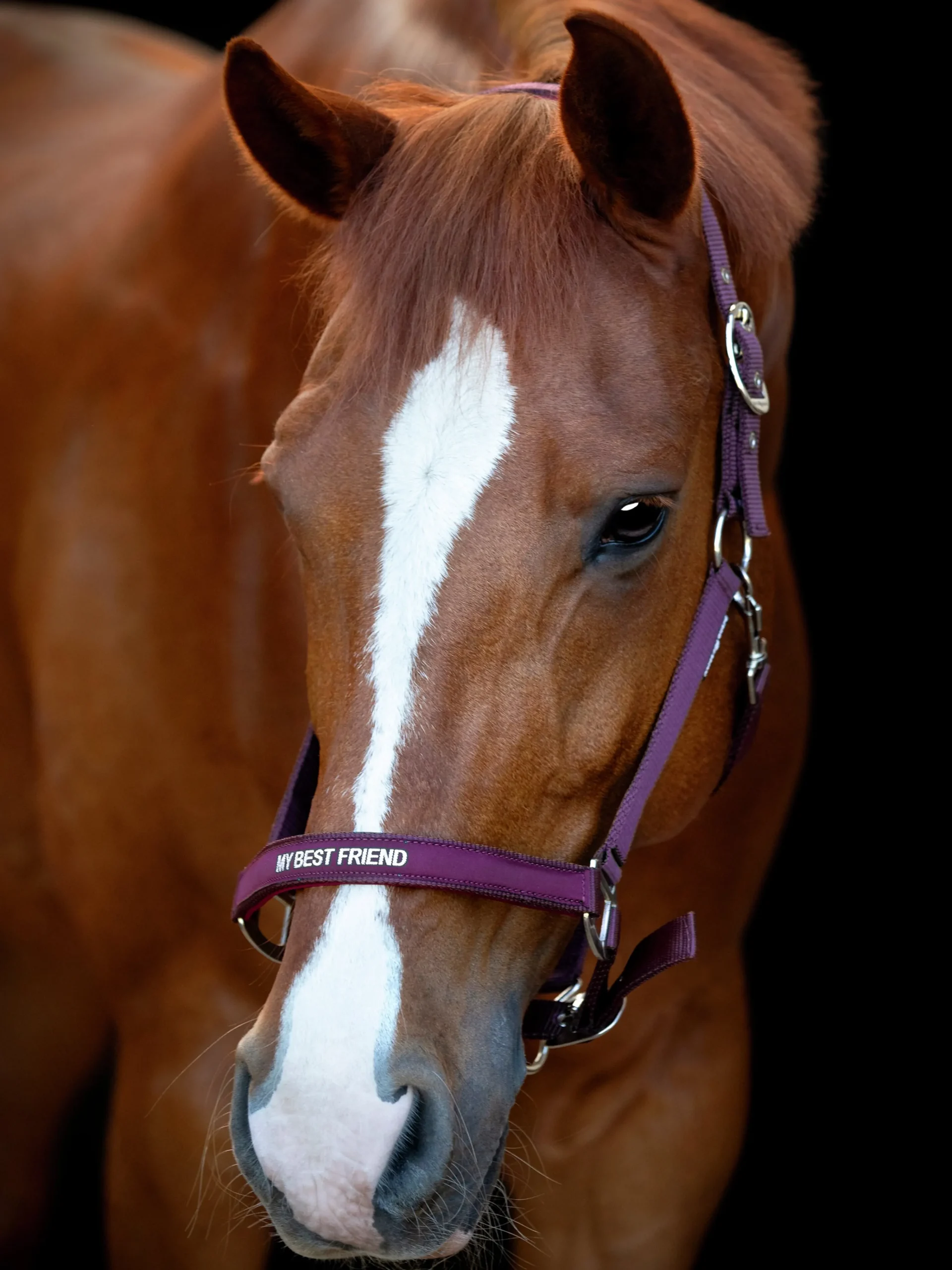 Grimma Horse Guard Malva>Horseguard Hot