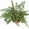 Gröna Krukväxter Mix i 12cm kruka>Mäster Grön New