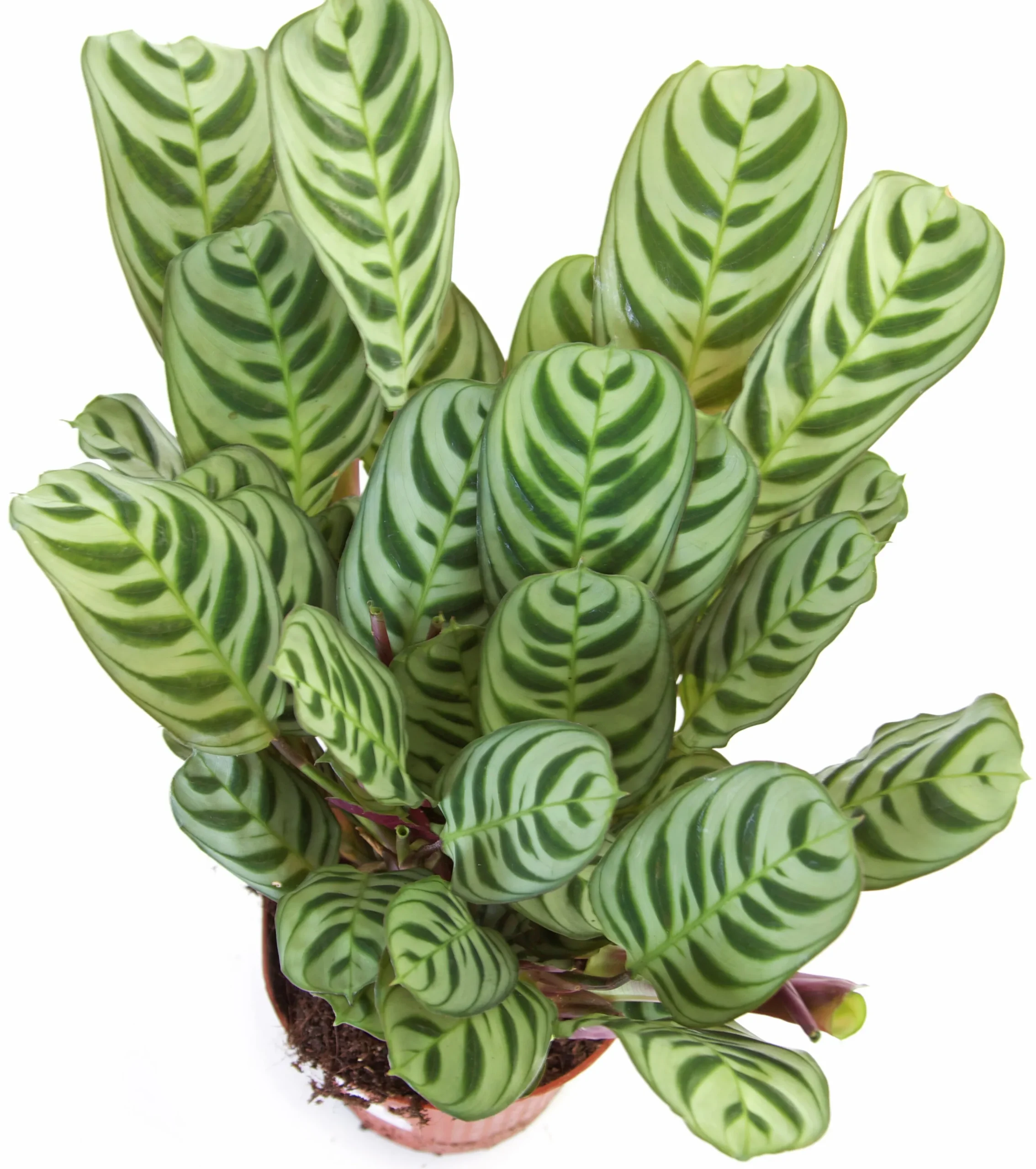 Gröna Krukväxter Mix i 12cm kruka>Mäster Grön New