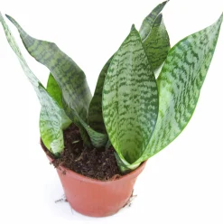Gröna Krukväxter Mix i 12cm kruka><noscript><img width=