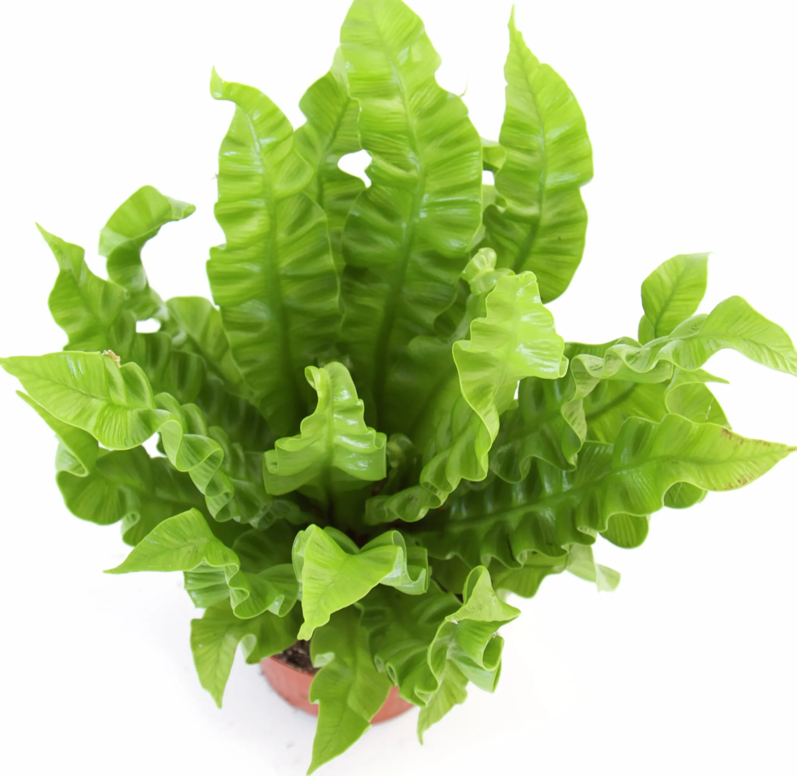 Gröna Krukväxter Mix i 12cm kruka>Mäster Grön New