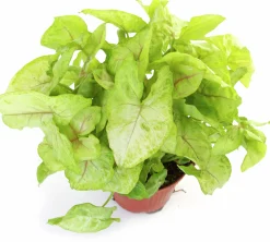 Gröna Krukväxter Mix i 12cm kruka><noscript><img width=