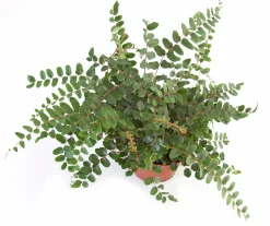 Gröna Krukväxter Mix i 17cm kruka><noscript><img width=