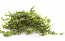 Gröna Krukväxter Mix i 17cm kruka><noscript><img width=