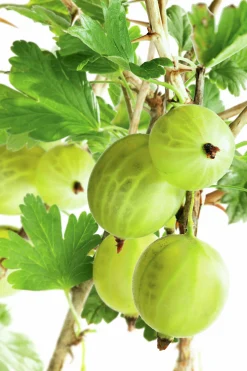 Gröna Krusbär 'Invicta'>Omnia garden Online