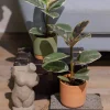 Gröna växter Mix Easy Care 11 cm>Danblumen Clearance
