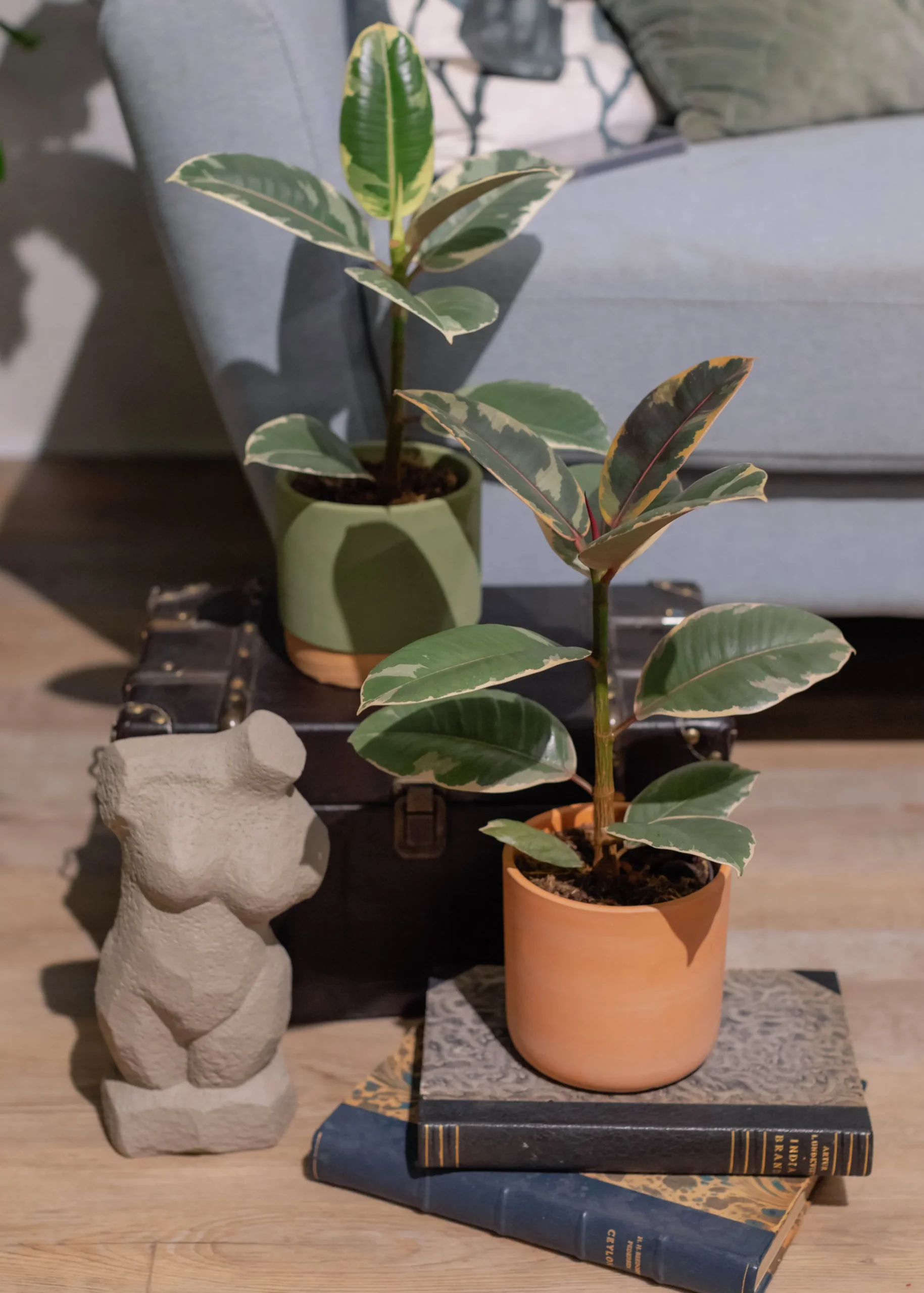 Gröna växter Mix Easy Care 11 cm>Danblumen Clearance