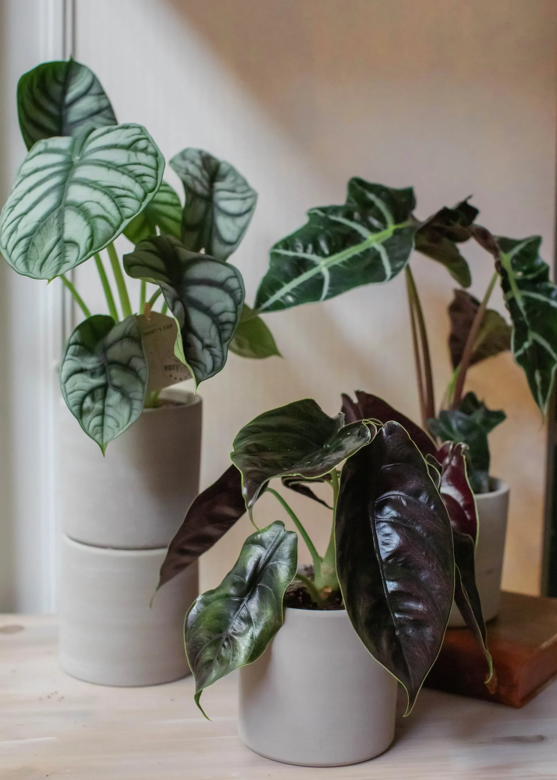 Gröna växter Mix Easy Care 11 cm>Danblumen Clearance