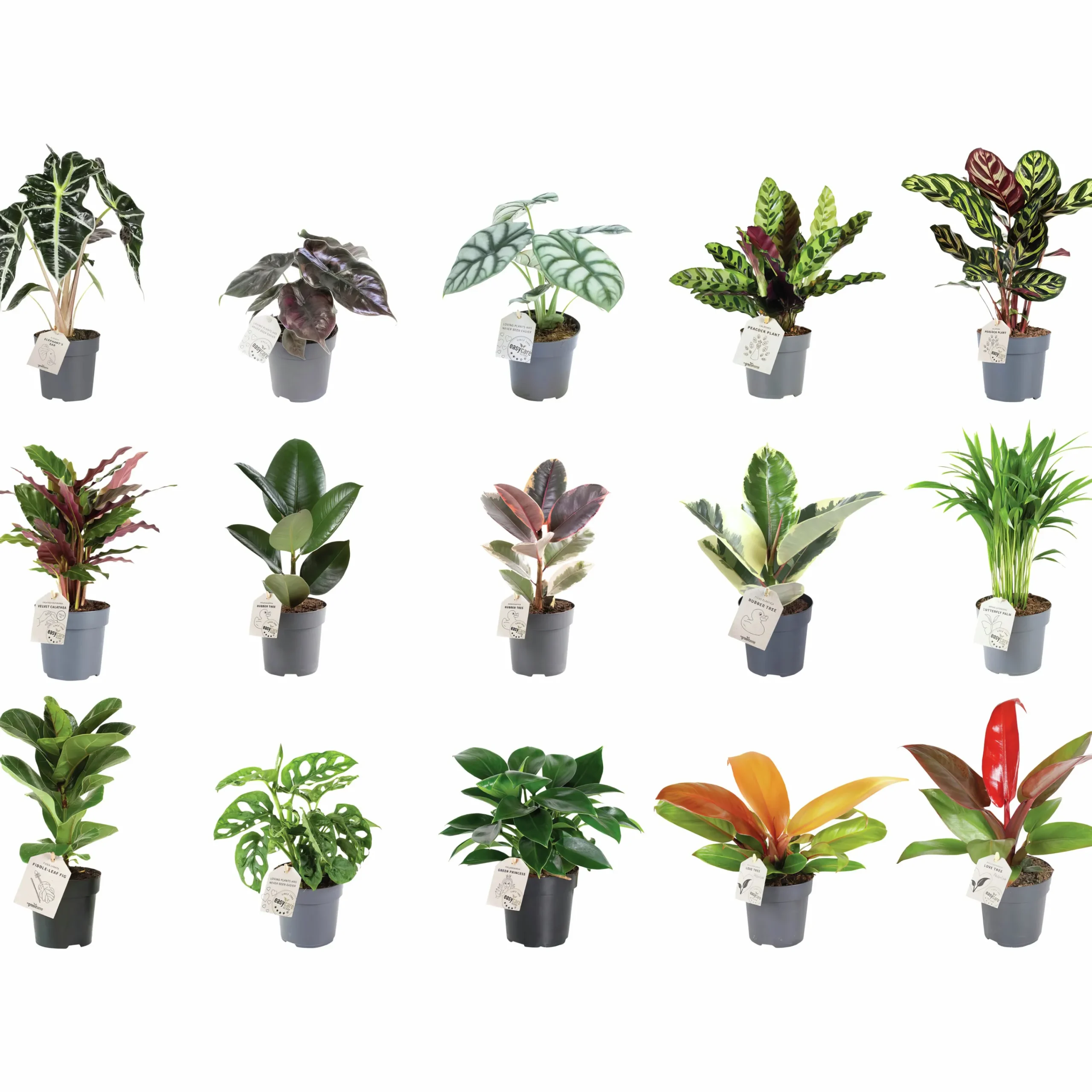 Gröna växter Mix Easy Care 11 cm>Danblumen Clearance