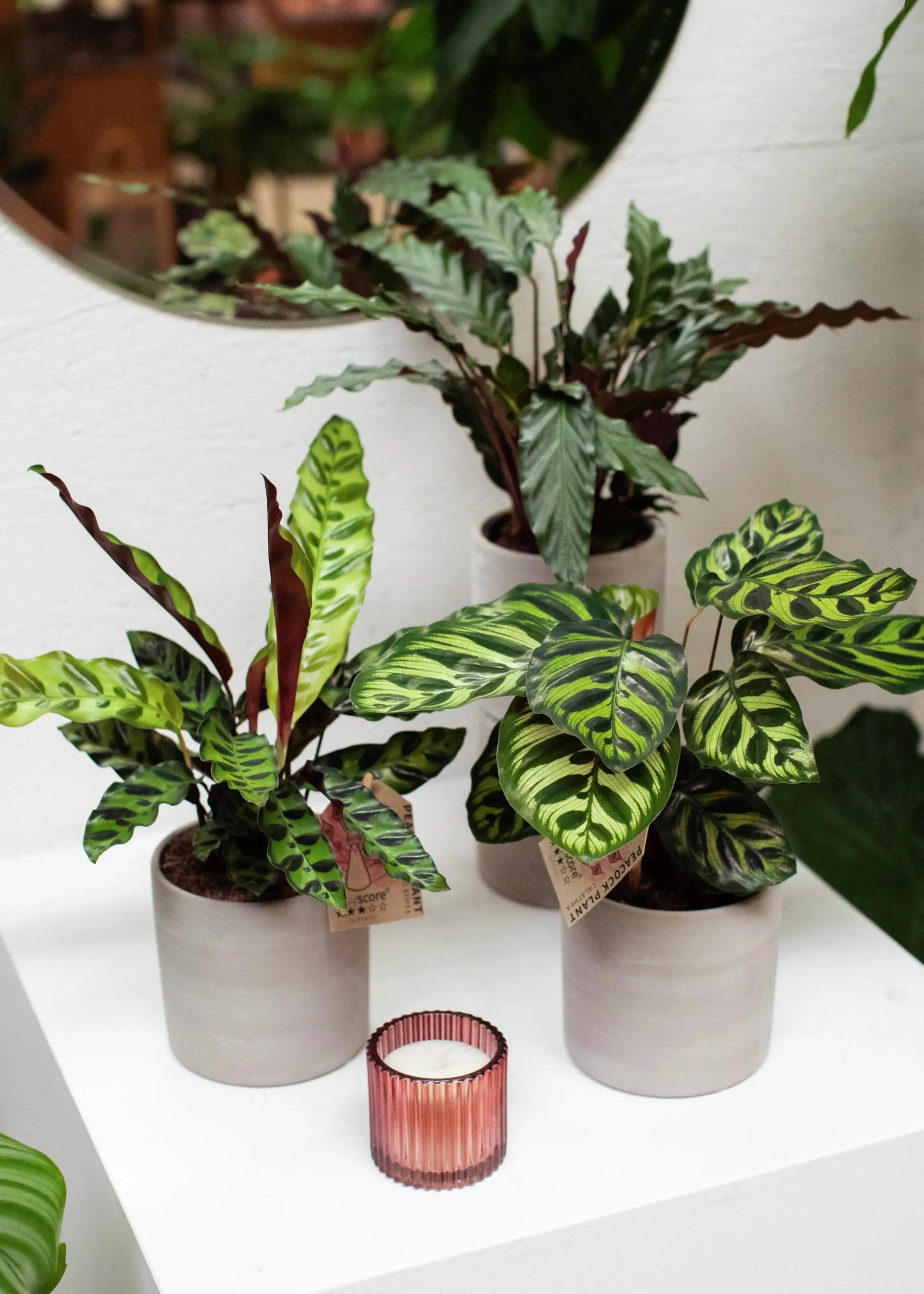 Gröna växter Mix Easy Care 11 cm>Danblumen Clearance
