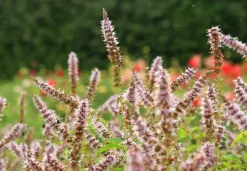 Grönmynta 'Fägre'>Omnia garden Discount