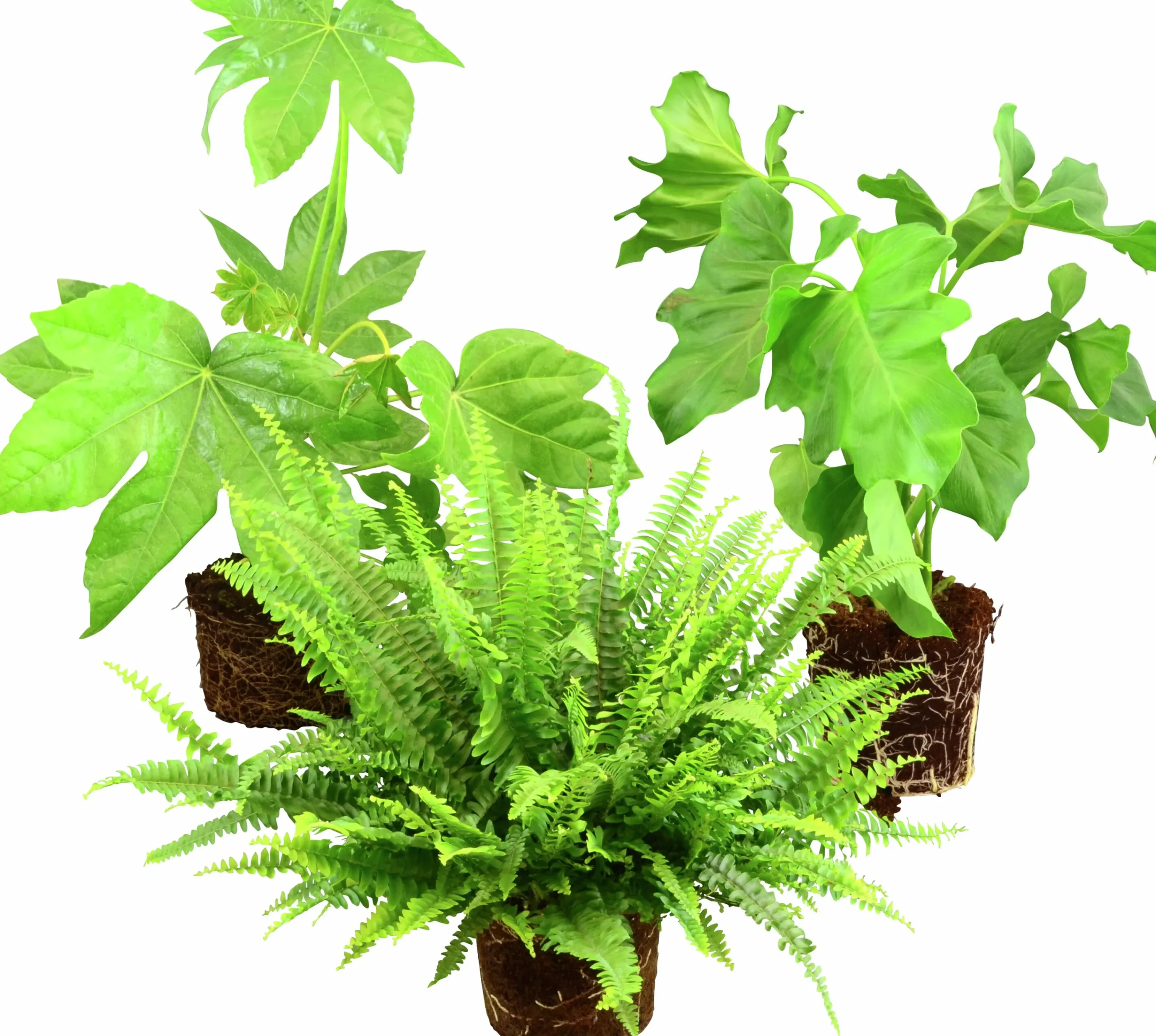 Grönväxter lat. Syngonium 'Pixie' Mix>Mäster Grön Outlet