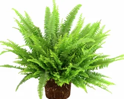 Grönväxter lat. Syngonium 'Pixie' Mix>Mäster Grön Outlet