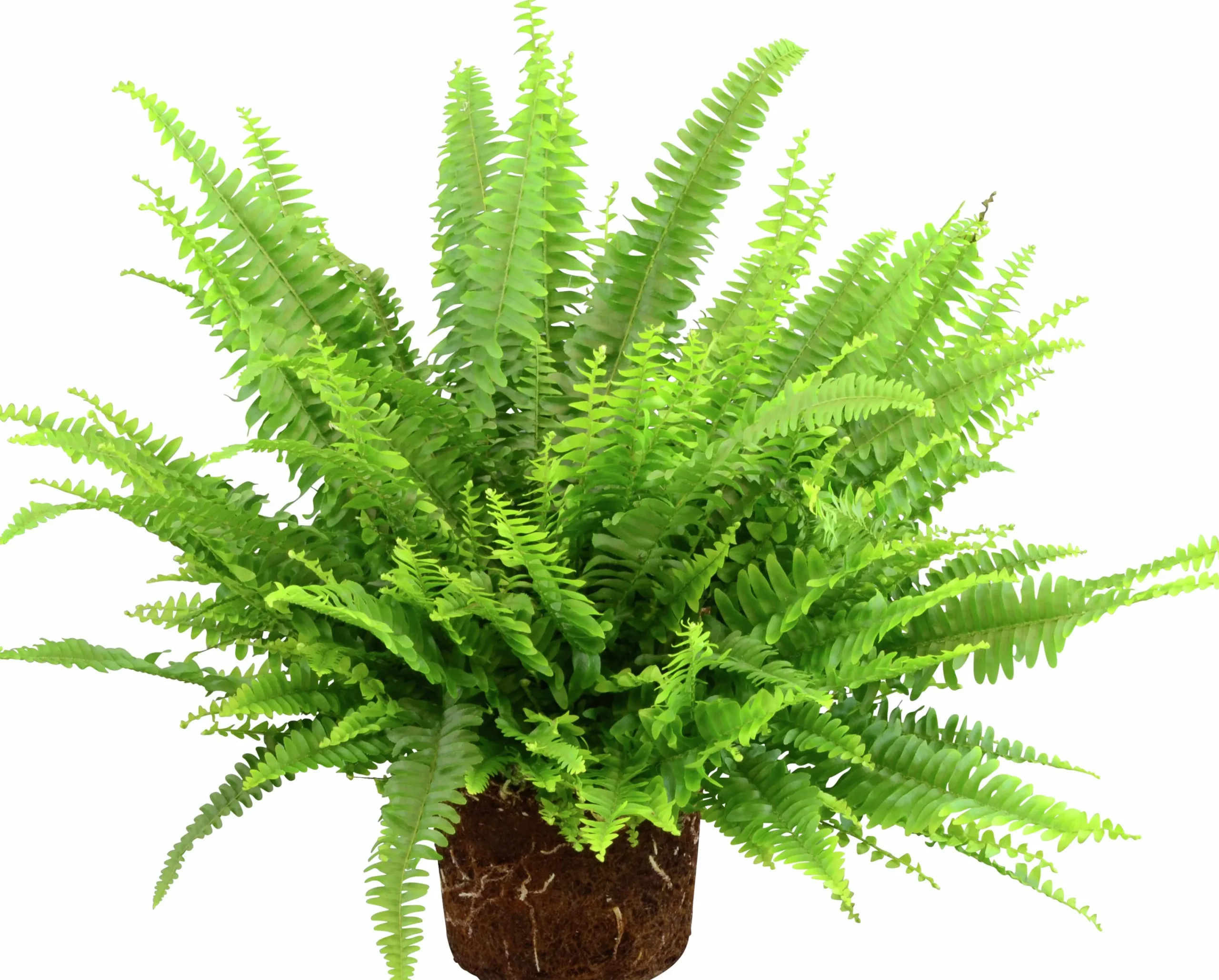 Grönväxter lat. Syngonium 'Pixie' Mix>Mäster Grön Outlet