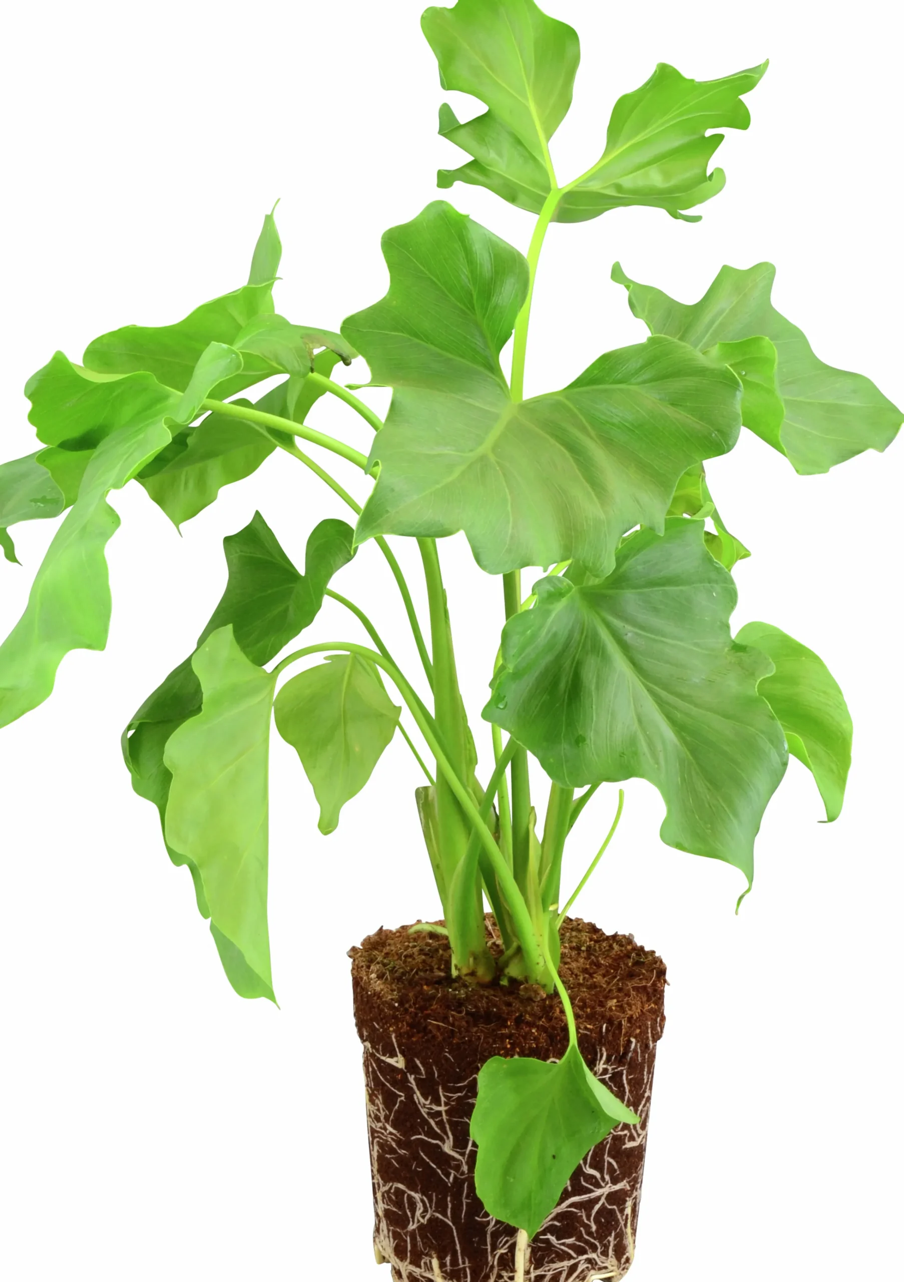Grönväxter lat. Syngonium 'Pixie' Mix>Mäster Grön Outlet