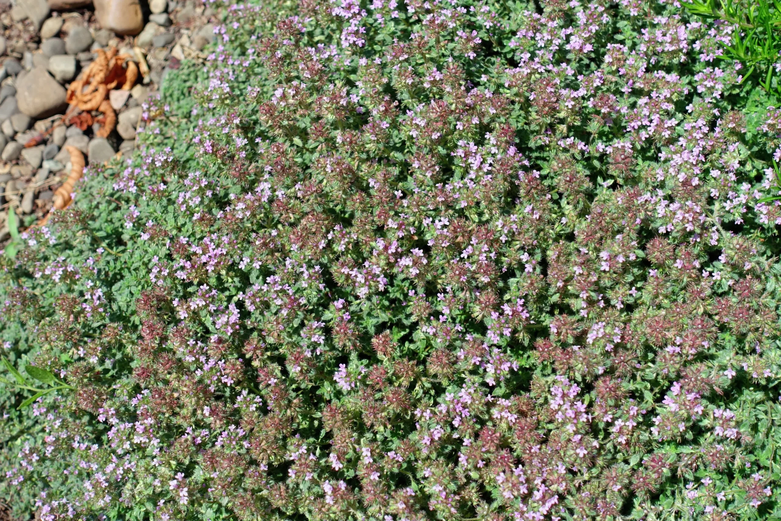 Gråtimjan marktäckande>Omnia garden Clearance
