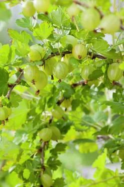 a Krusbär 'Hinnomäki' Uppstammad>Omnia garden Outlet