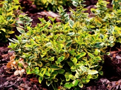brokig klätterbenved 'Emerald'n Gold' Krukodlad>Omnia garden