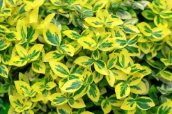 brokig klätterbenved 'Emerald'n Gold' Krukodlad>Omnia garden
