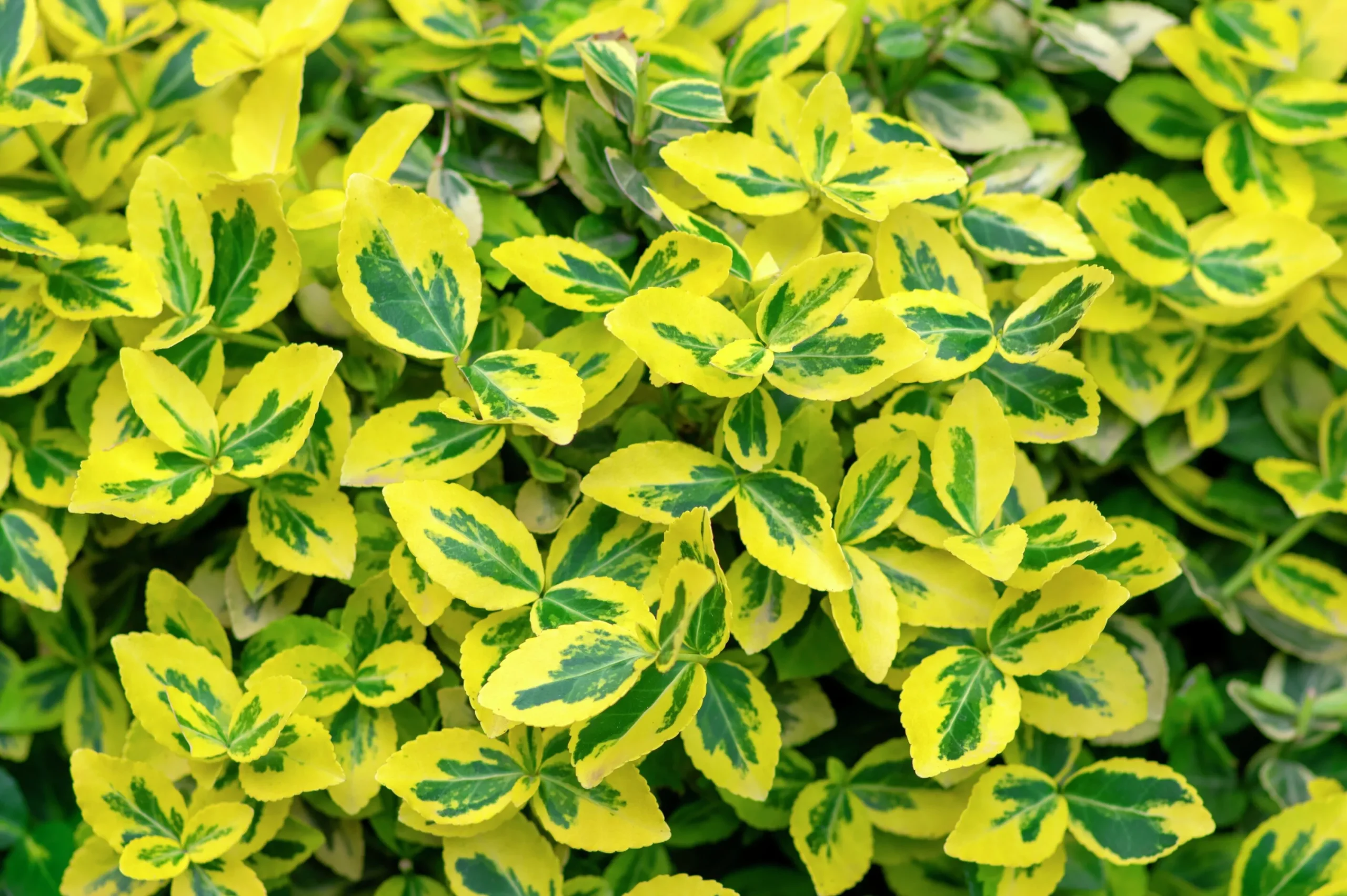 brokig klätterbenved 'Emerald'n Gold' Krukodlad>Omnia garden