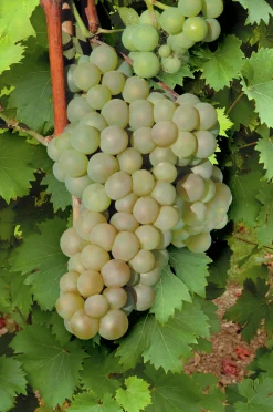 Gulgrön Lambruska druva 'Himrod'>Omnia garden Online