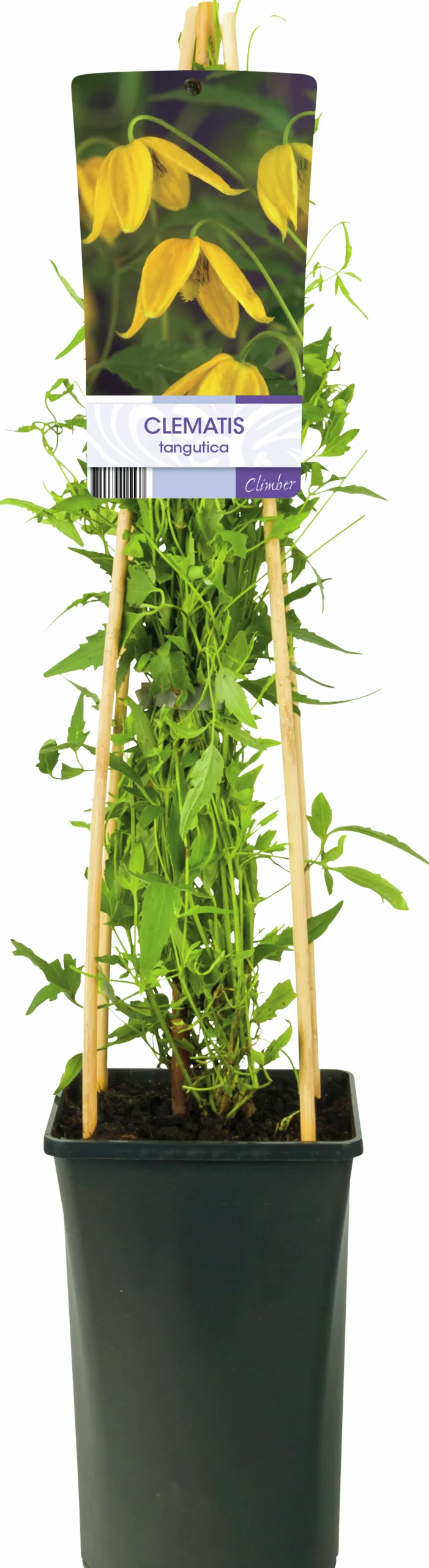 lklematis Tangutica>Omnia garden Outlet